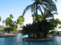 Pool and Palm Trees