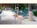 Pink Flamingos