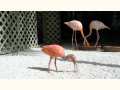 Baby Flamingos