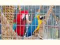 Parrots