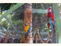 Parrots