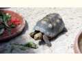 Turtles