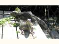 Feeding time for the Iguanas