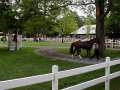 Green grass of Saratoga