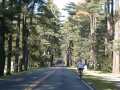 Avenue of Pines